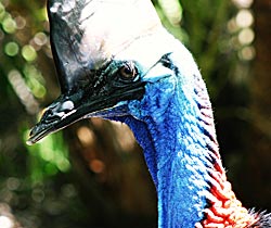 Dakabin QLD Accommodation Mount Tamborine