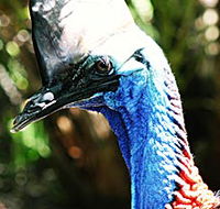 Alma Park Zoo - Accommodation Mount Tamborine