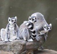 Adelaide Zoo - Accommodation Mount Tamborine