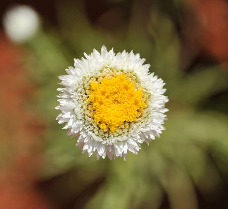 Alice Springs Desert Park - Accommodation Mount Tamborine 1