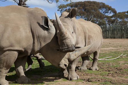 Monarto Zoo - Accommodation Mount Tamborine 0