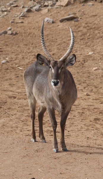 Monarto Zoo - Accommodation Mount Tamborine 1