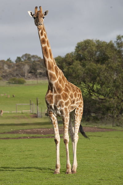 Monarto Zoo - Accommodation Mount Tamborine 3