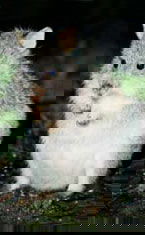 Warrawong Wildlife Park - Accommodation Mount Tamborine 1