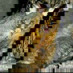 Warrawong Wildlife Park - Accommodation Mount Tamborine 2