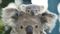 Port Macquarie NSW Accommodation Mount Tamborine