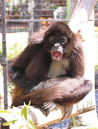 Billabong Koala And Wildlife Park - Accommodation Mount Tamborine 1