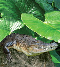 Billabong Koala And Wildlife Park - Accommodation Mount Tamborine 2