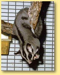 OZe Wildlife - Accommodation Mount Tamborine 3