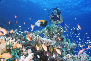 Drop Zone Dive Site - Accommodation Mount Tamborine 0