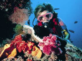 Gold Coast Seaway Dive Site - Accommodation Mount Tamborine 0