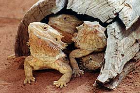 Alice Springs Reptile Centre - Accommodation Mount Tamborine 0