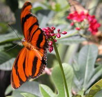 Butterfly Farm - Accommodation Mount Tamborine