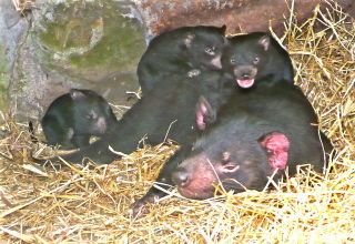 East Coast Natureworld - Accommodation Mount Tamborine 0