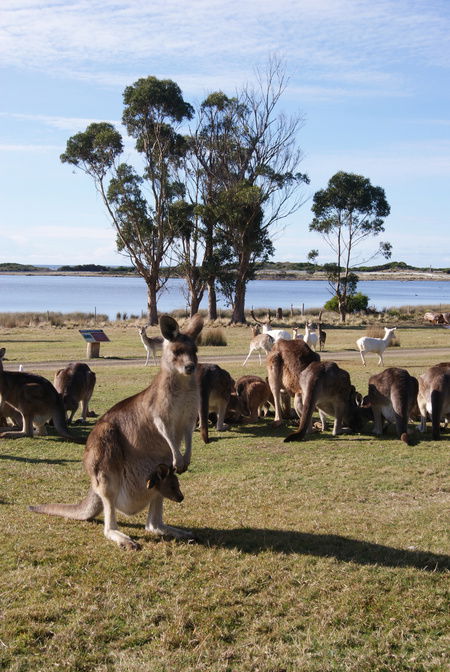 East Coast Natureworld - Accommodation Mount Tamborine 1