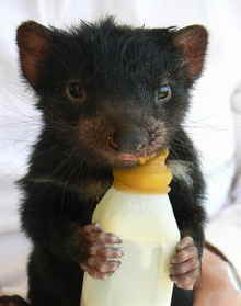 East Coast Natureworld - Accommodation Mount Tamborine 2