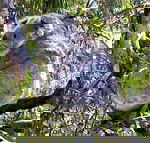 Koala Conservation Centre - Accommodation Mount Tamborine