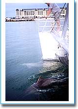 Temptation Sailing - Accommodation Mount Tamborine 1