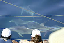 Temptation Sailing - Accommodation Mount Tamborine 2