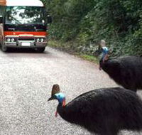 Kookaburra Tours - Accommodation Mount Tamborine