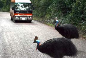 Kookaburra Tours - Accommodation Mount Tamborine 0