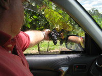 Mount Tamborine Winery & Homestead - Accommodation Mount Tamborine 1