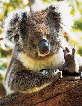 Cudlee Creek SA Accommodation Mount Tamborine