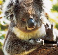 Gorge Wildlife Park - Accommodation Mount Tamborine