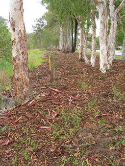 Kumbartcho Sanctuary - Accommodation Mount Tamborine 1