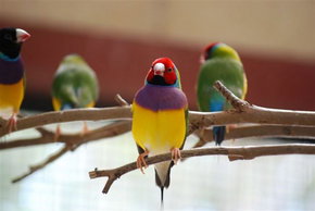 Kyabram Fauna Park - Accommodation Mount Tamborine 1