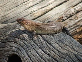 Kyabram Fauna Park - Accommodation Mount Tamborine 2