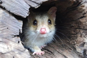 Kyabram Fauna Park - Accommodation Mount Tamborine 3