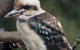 Nowra Wildlife Park - thumb 2