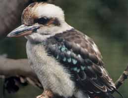 Nowra Wildlife Park - Accommodation Mount Tamborine 2