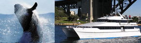 Prestige Harbour Cruises - Accommodation Mount Tamborine 3