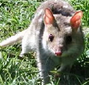 Urimbirra Wildlife Park - Accommodation Mount Tamborine