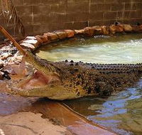 Wyndham Zoological Gardens and Crocodile Park - Accommodation Mount Tamborine