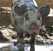 Wagga Wagga Zoo - Accommodation Mount Tamborine