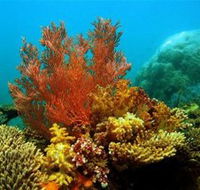 Three Islands Whale Shark Dive - Accommodation Mount Tamborine