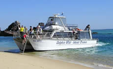 Dolphin Wild - Accommodation Mount Tamborine 2