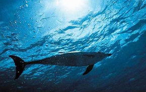 Dolphcom - Dolphin & Whale Swimming Adventures - Accommodation Mount Tamborine 1