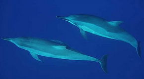 Dolphcom - Dolphin & Whale Swimming Adventures - Accommodation Mount Tamborine 3