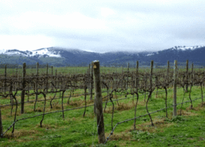 Kinloch Wines - Accommodation Mount Tamborine