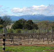 Buller View Wines - Accommodation Mount Tamborine