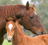 Blue Gum Farm - Accommodation Mount Tamborine