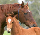 Blue Gum Farm - Accommodation Mount Tamborine 0