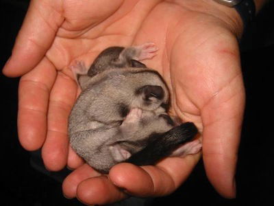  Accommodation Mount Tamborine