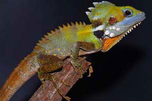 Cool Companions - Accommodation Mount Tamborine 2