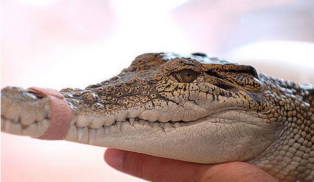 Cool Companions - Accommodation Mount Tamborine 3
