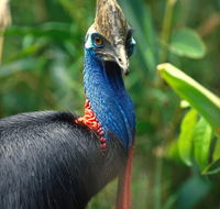 David Fleay Wildlife Park - Accommodation Mount Tamborine